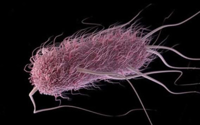 Escherichia coli 2 https://eol.org/media/29494823