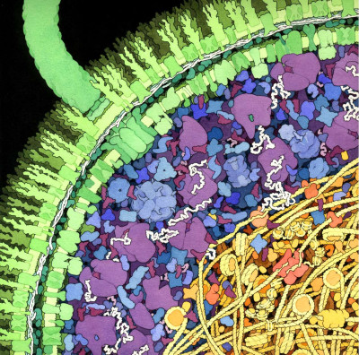 1999 Escherichia-coli