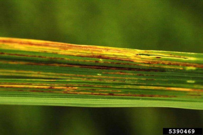 Symptoms of Bacterial Leaf Streak