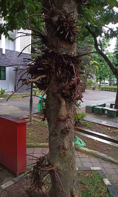 Canarium Tree Forms Air Roots from Infection, Yogyakarta