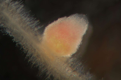 Closeup of a Dissected Medicago Root Nodule 1