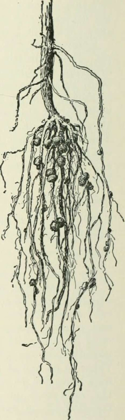 Medicago Sativa Root Nodules