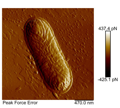 Morganella morganii, st. MM 190