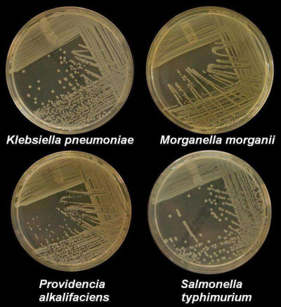 K pneumoniae M morganii providencia styphimuriuma