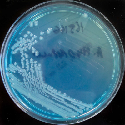 Aeromonas hydrophila on CLED Agar