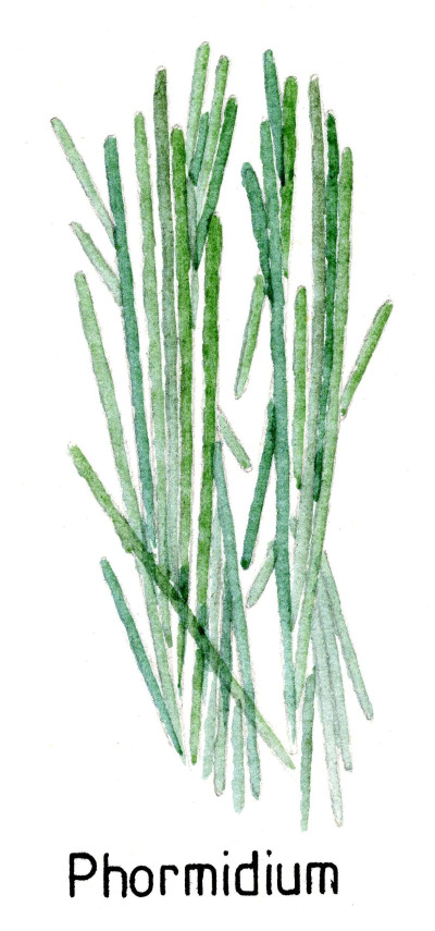 Diagnostic Drawing of Phormidium