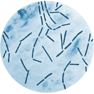 Clostridium septicum