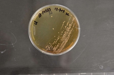 Rhodococcus rhodnii NRRL B-16535 (Type Strain)