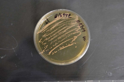 Rhodococcus zopfii NRRL B-16942 (Type Strain)