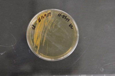 Rhodococcus fascians NRRL B-16937 (Type Strain)