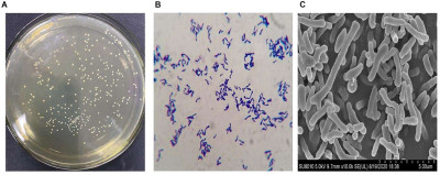 Representative morphologic Characteristics of B. longum subsp. longum Strains