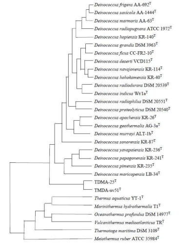 Deinococcus marmoris Phylogeny