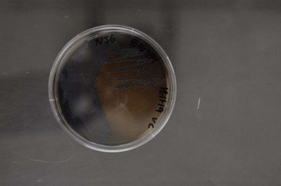 Micromonospora purpureochromogenes NRRL B-16094 (Type Strain)