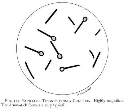 Bacilli of Tetanus from a Culture