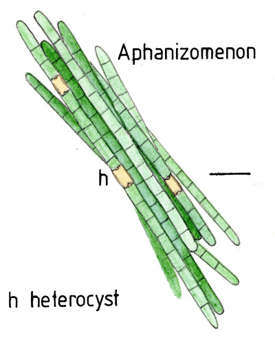 Simplefilaments022 Aphanizomenon