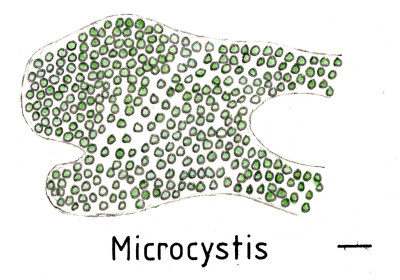 Cyanobacteriaunicellularandcolonial020 Microcystis