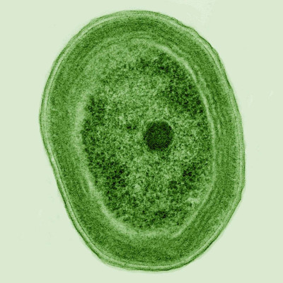 Prochlorococcus marinus (Cropped)