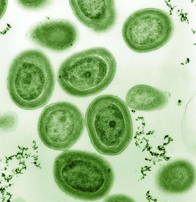 Prochlorococcus marinus