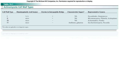 Table actinomycet of Cell Wall