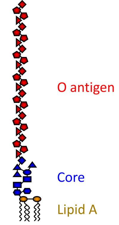 Cartoon of lipopolysaccharide (LPS)