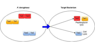 Antibacterial Mechanisms of T6SS