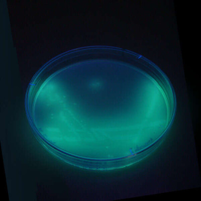 P-aeruginosa fluoreszenz