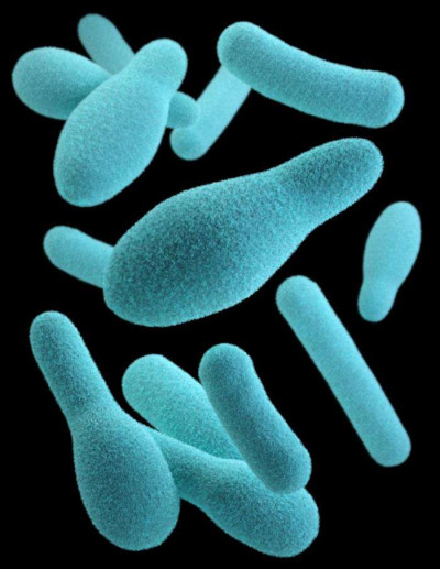 Clostridium CDC 21911