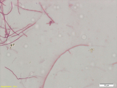 Actinomycetes Strains