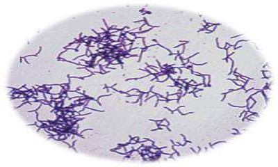 Actinomycete-1