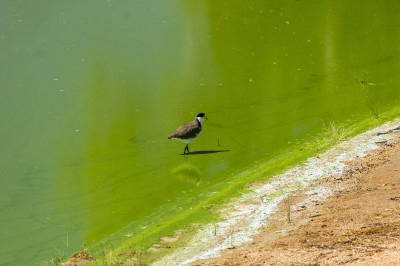 Vanellus miles standing in Microcystis aeruginosa outbreak