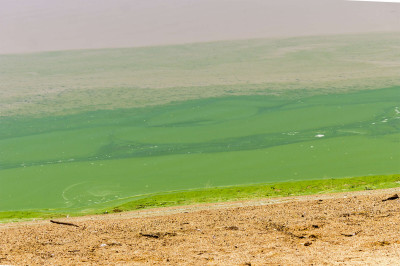 Microcystis aeruginosa outbreak on the southwest side of Lake Albert