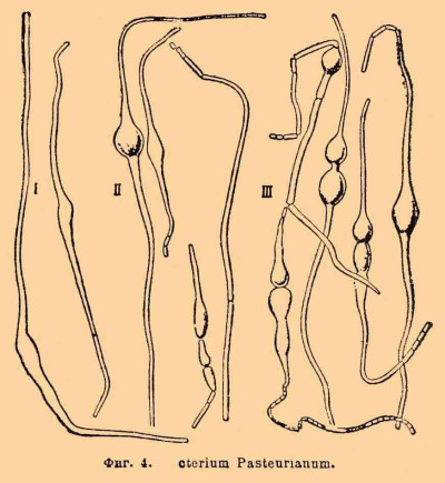 Illustration of Bacterium aceti