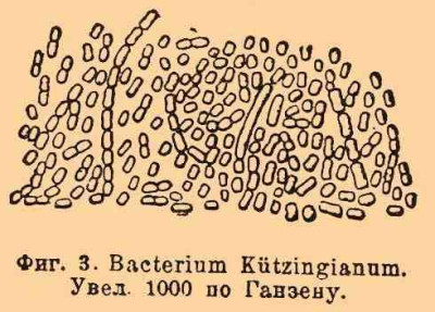 Bacterium aceti