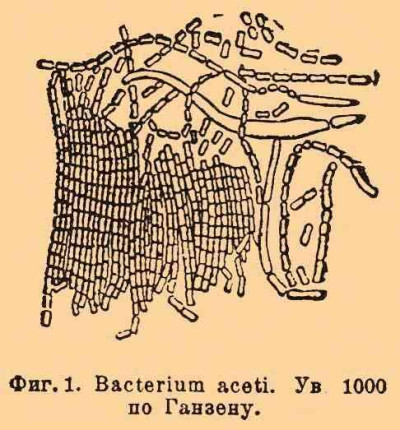 Acetobacter aceti Illustration