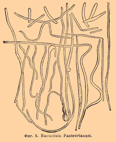 Bacterium aceti