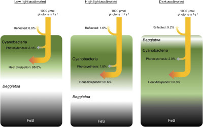 Biomass Distribution in a Bacteria Mat under Different Conditions