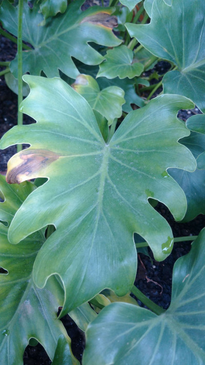 Philodendron Poss. Bacterial Leaf Blight