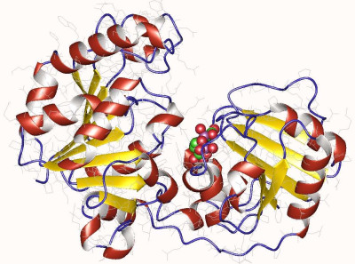 Crystal Structure of Xanthomonas campestris GumK