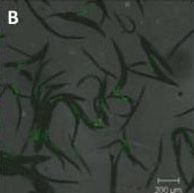 Photorhabdus luminescens Heterorhabditis bacteriophora (01)