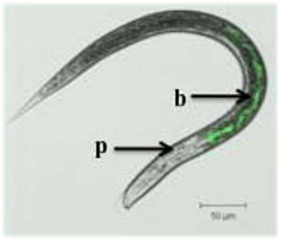 Photorhabdus luminescens Heterorhabditis bacteriophora