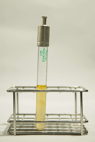 Enterobacter cloacae in SIM Agar