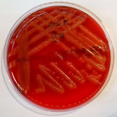 Actinobacillus suis Colonies