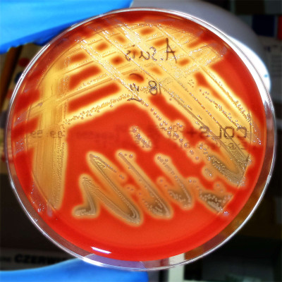 Actinobacillus suis colonies