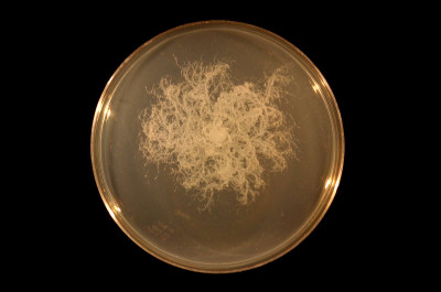 Bacillus mycoides on TY agar