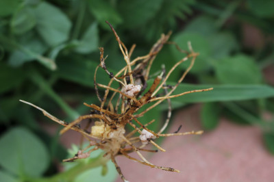 Fabaceae Root Nodules with Bradyrhizobium