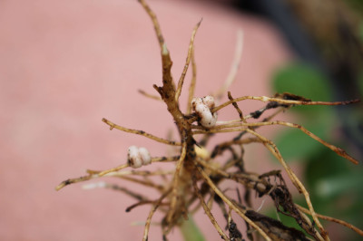 Fabaceae Root Nodules with Bradyrhizobium