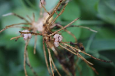 Fabaceae Root Nodules with Bradyrhizobium