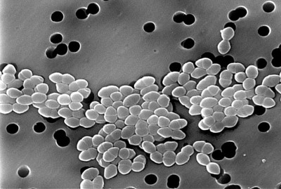 Vancomycin-Resistant Enterococcus