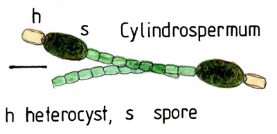 Simplefilaments022 Cylindrospermum