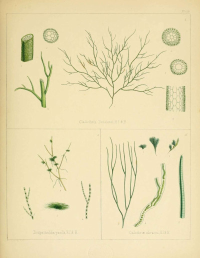 Flora Antarctica Plate CXC